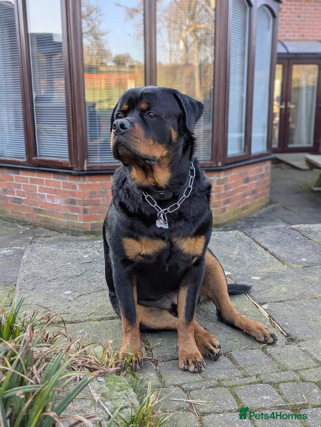 Rottweiler dogs for sale: Dexter, Rottweiler - Image 3