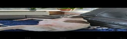 Italian Greyhound dogs for sale: Meet your future shadows   - Advert 13