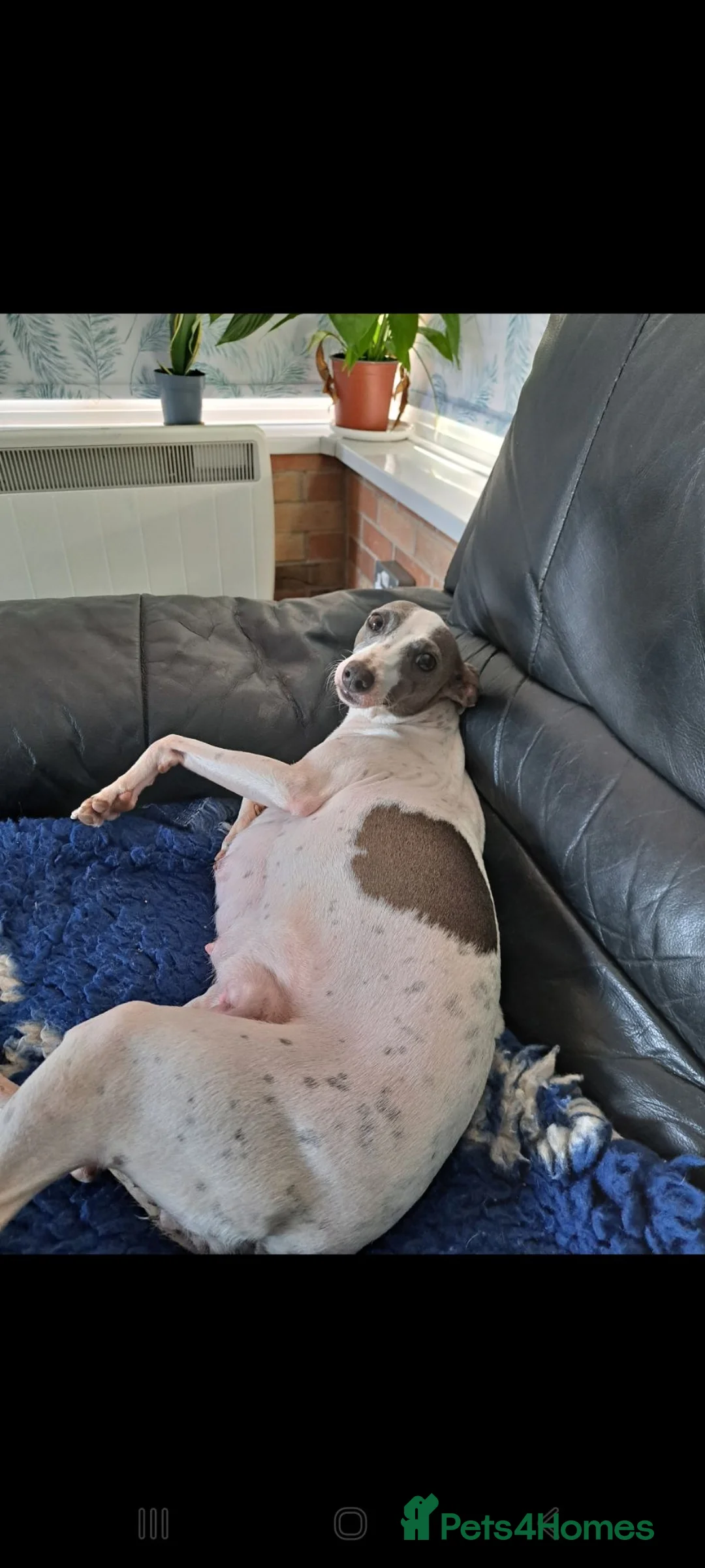Italian Greyhound dogs for sale: Meet your future shadows   - Advert 13