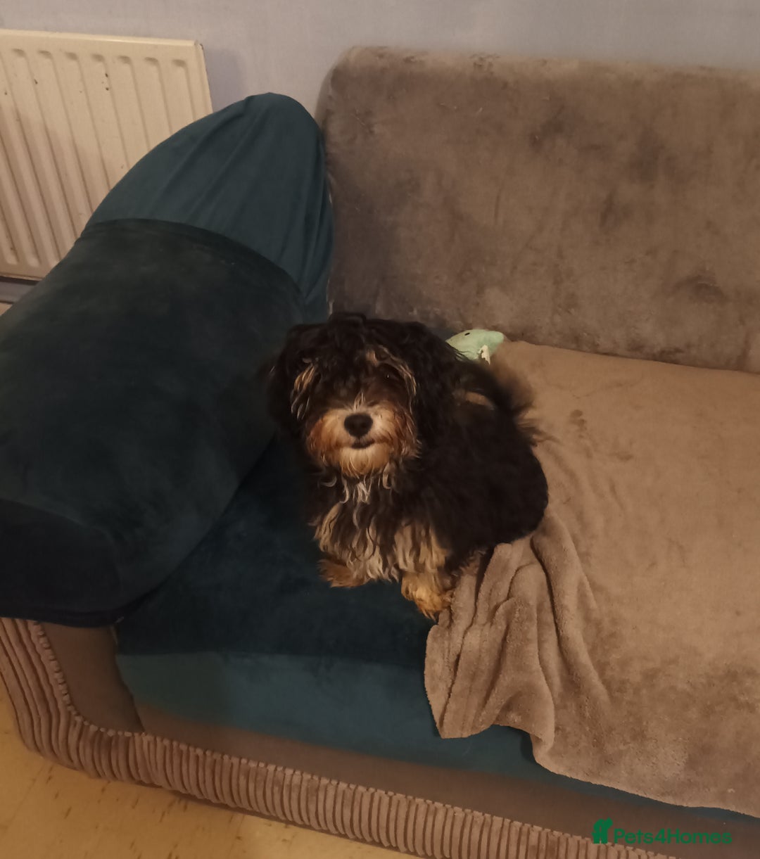 Maltipoo dogs for sale: Beautiful Maltipoo puppies  - Advert 7