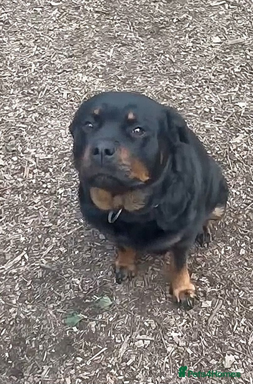 Rottweiler dogs Rottie pups 4 beautiful boys  - Advert 1