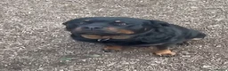 Rottweiler dogs for sale: Rottie pups 4 beautiful boys  - Advert 1