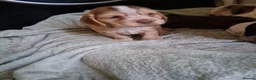 Cocker Spaniel dogs for sale: Beautiful KC Reg Show-Cocker Spaniel puppies  in Doncaster - Advert 7