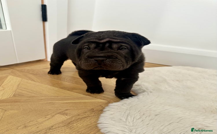 Shar Pei dogs Beautiful Shar Pei Puppies - Advert 5