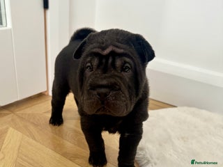 Shar Pei dogs Beautiful Shar Pei Puppies - Advert 5
