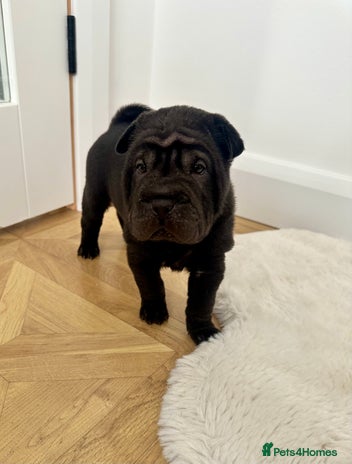 Shar Pei dogs Beautiful Shar Pei Puppies - Advert 5