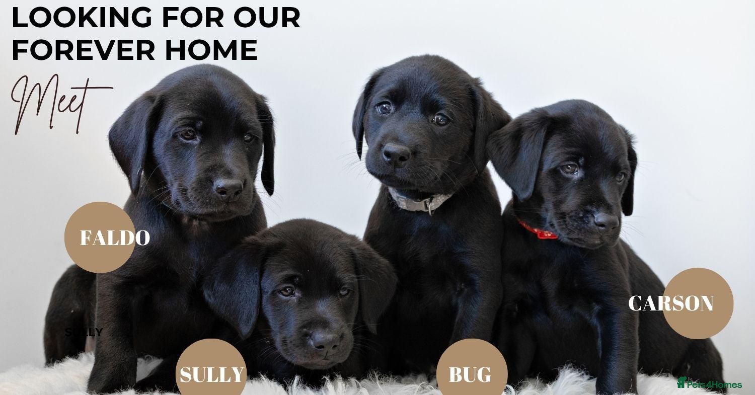 Labrador Retriever dogs 4 black Labrador boys READY NOW - Advert 6