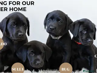 Labrador Retriever dogs 4 black Labrador boys READY NOW - Advert 6