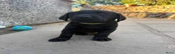 Labrador Retriever dogs for sale: Black Labrador Puppies - Advert 14