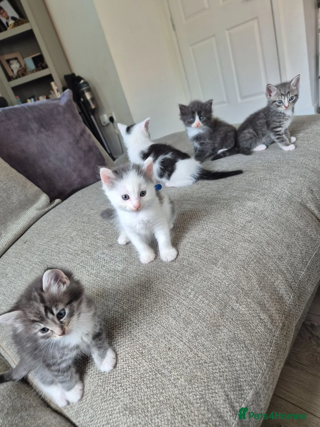 Domestic Shorthair cats for sale: Gorgeous kittens in Norwich - Advert 2