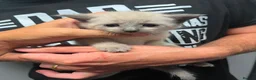 Mixed Breed cats for sale: Gorgeous kittens  in Bristol - Advert 6