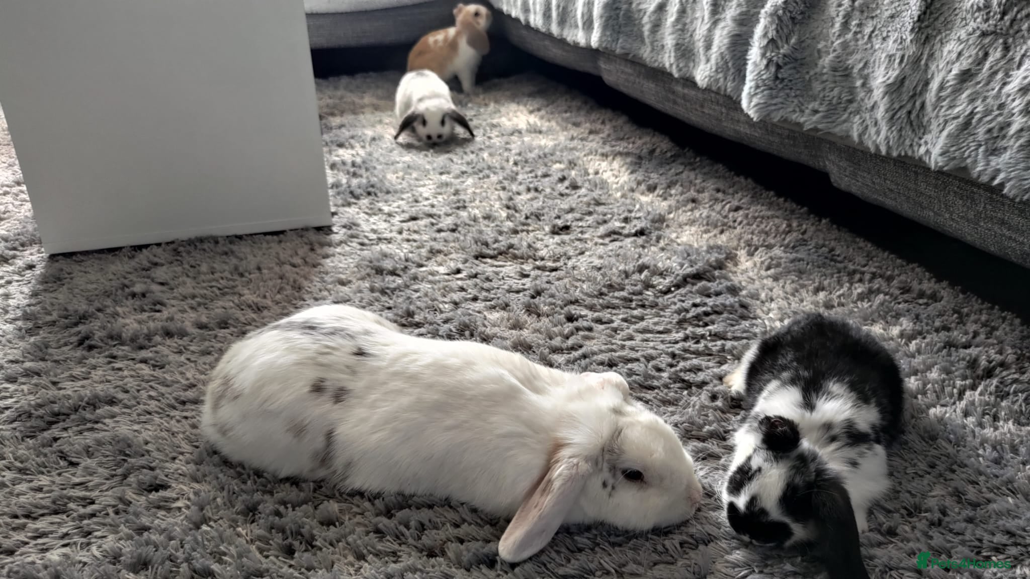 Mini Lop rabbits French x Mini Lop kits Ready to Go "MUST READ" - Advert 2