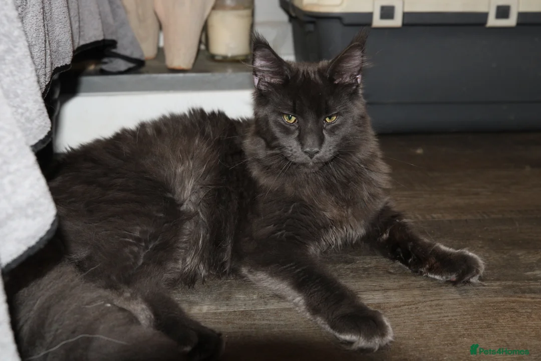 Maine Coon cats for sale:  Maine Coon Kittens Looking for Loving Homes 🐾 - Advert 7