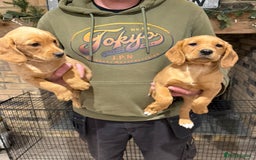 Cockerdor dogs for sale: Fox red cockador  - Image 15