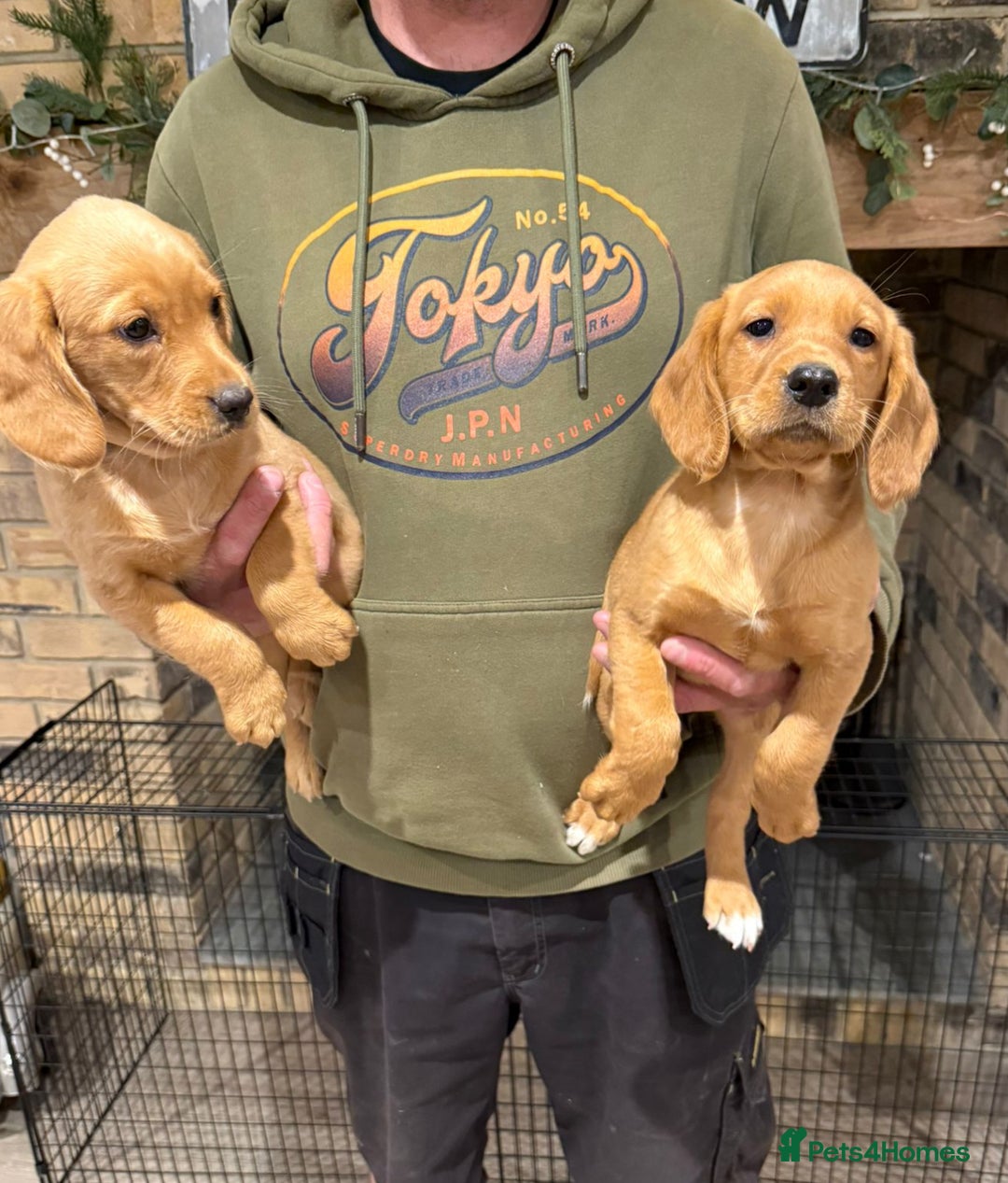 Cockerdor dogs for sale: Fox red cockador  - Image 15