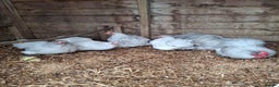 Chickens poultry for sale: Lavender Pekin Bantams  - Advert 3