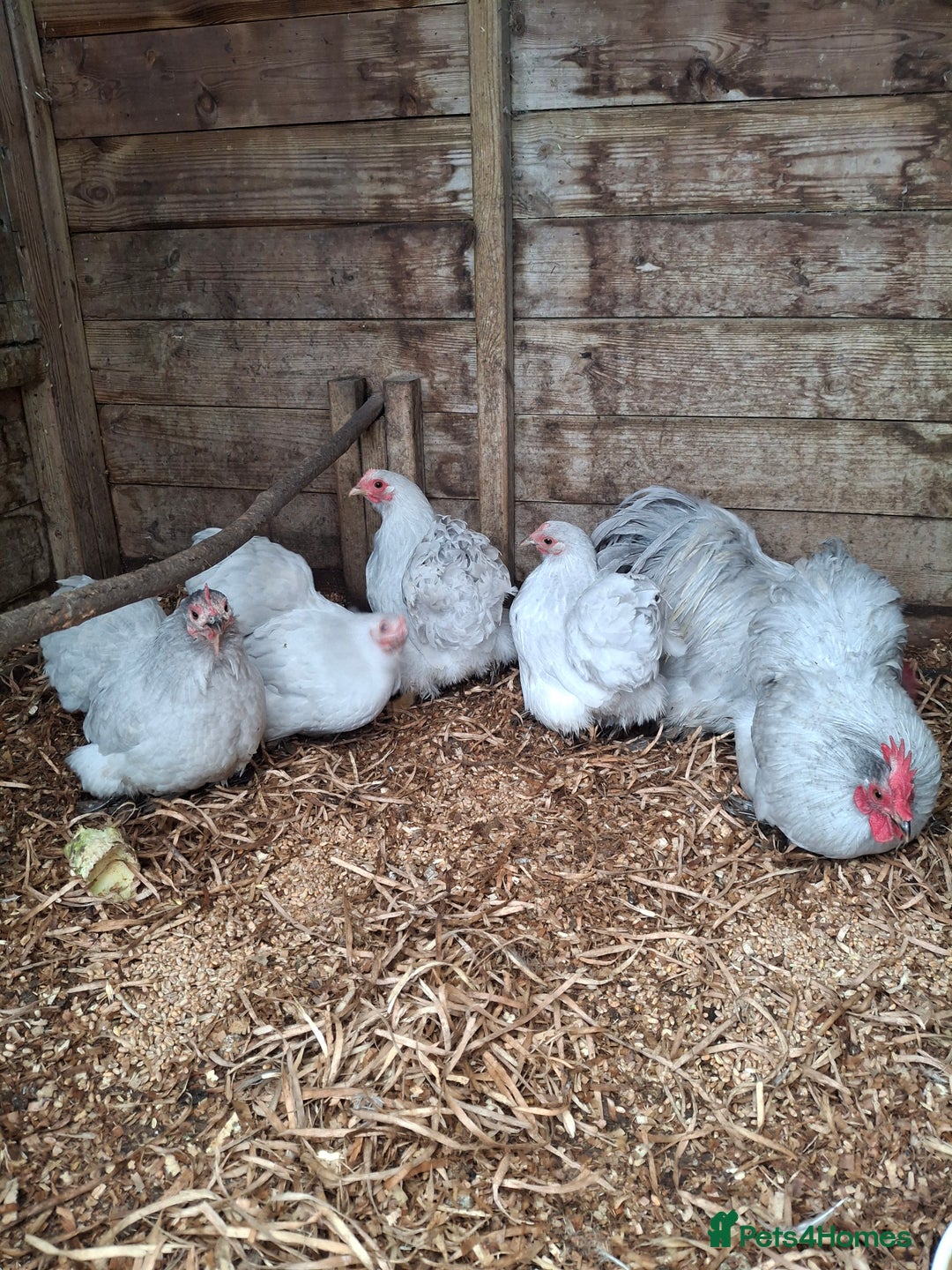 Chickens poultry for sale: Lavender Pekin Bantams  - Advert 3