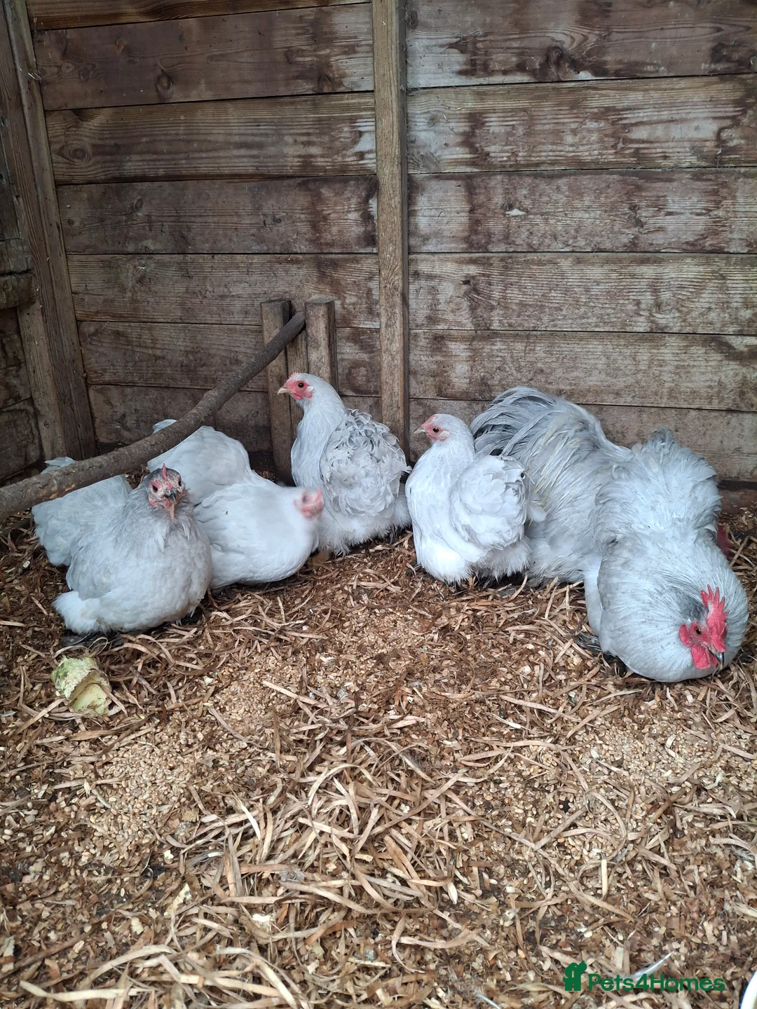 Chickens poultry for sale: Lavender Pekin Bantams  - Advert 3