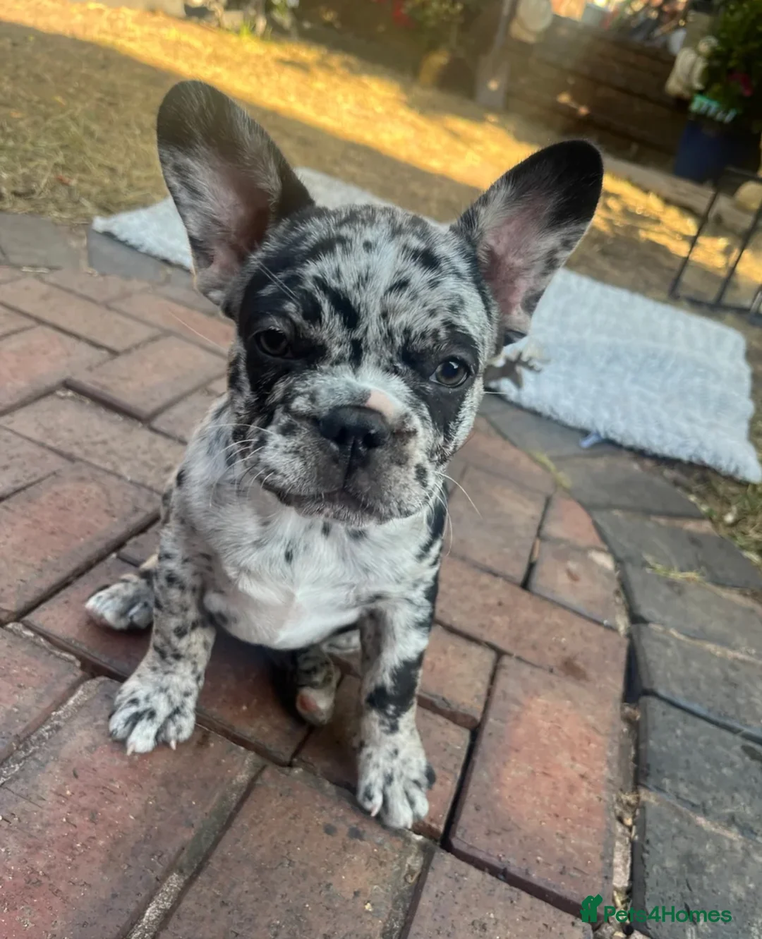French Bulldog dogs for sale: Merle French Bulldog Puppy - Advert 8