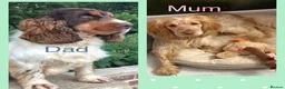 Cocker Spaniel dogs for sale: KC reg twin show spaniels  - Advert 4
