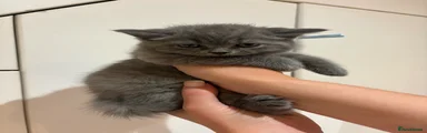 British Shorthair (Light Blue collar)