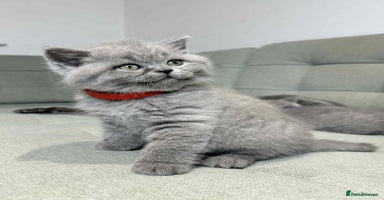British Shorthair cats - Advert 4