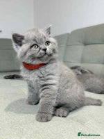 British Shorthair cats - Advert 2