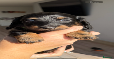 Miniature Dachshund dogs - Advert 3