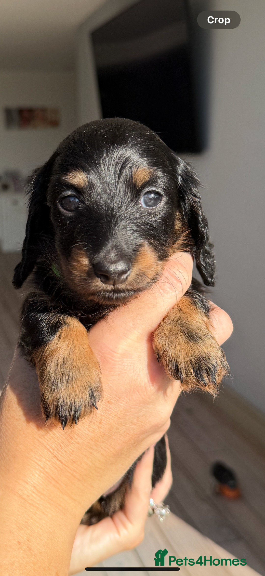Miniature Dachshund dogs for sale: Pedigree Miniature Long hair Dachshund - Image 8