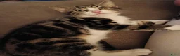 Mixed Breed cats for sale: Two Adorable Kittens Looking for Home!  - Advert 8