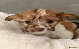 Chipoo dogs for sale: Chipoo puppies - Image 6