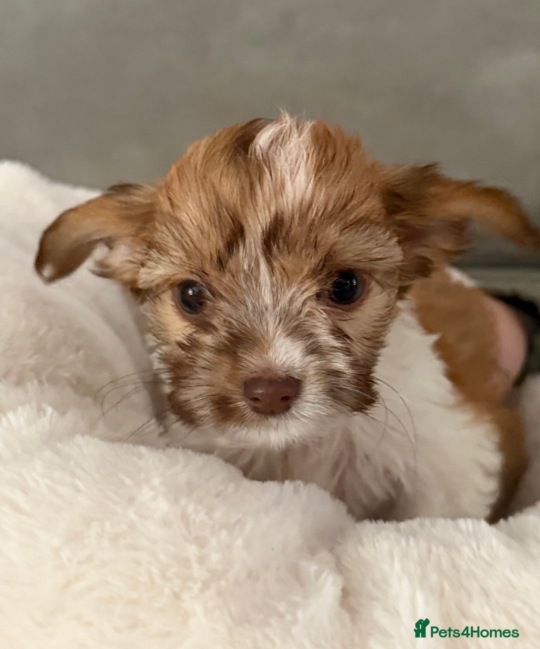 Chipoo dogs for sale: Chipoo puppies - Image 6