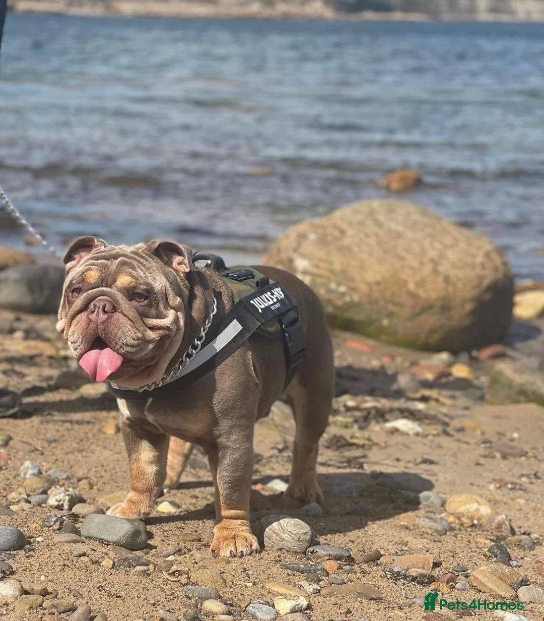 English Bulldog dogs for stud: Fully Suit Lilac Tan Stud newly REDUCED price in Whitley Bay - Advert 12