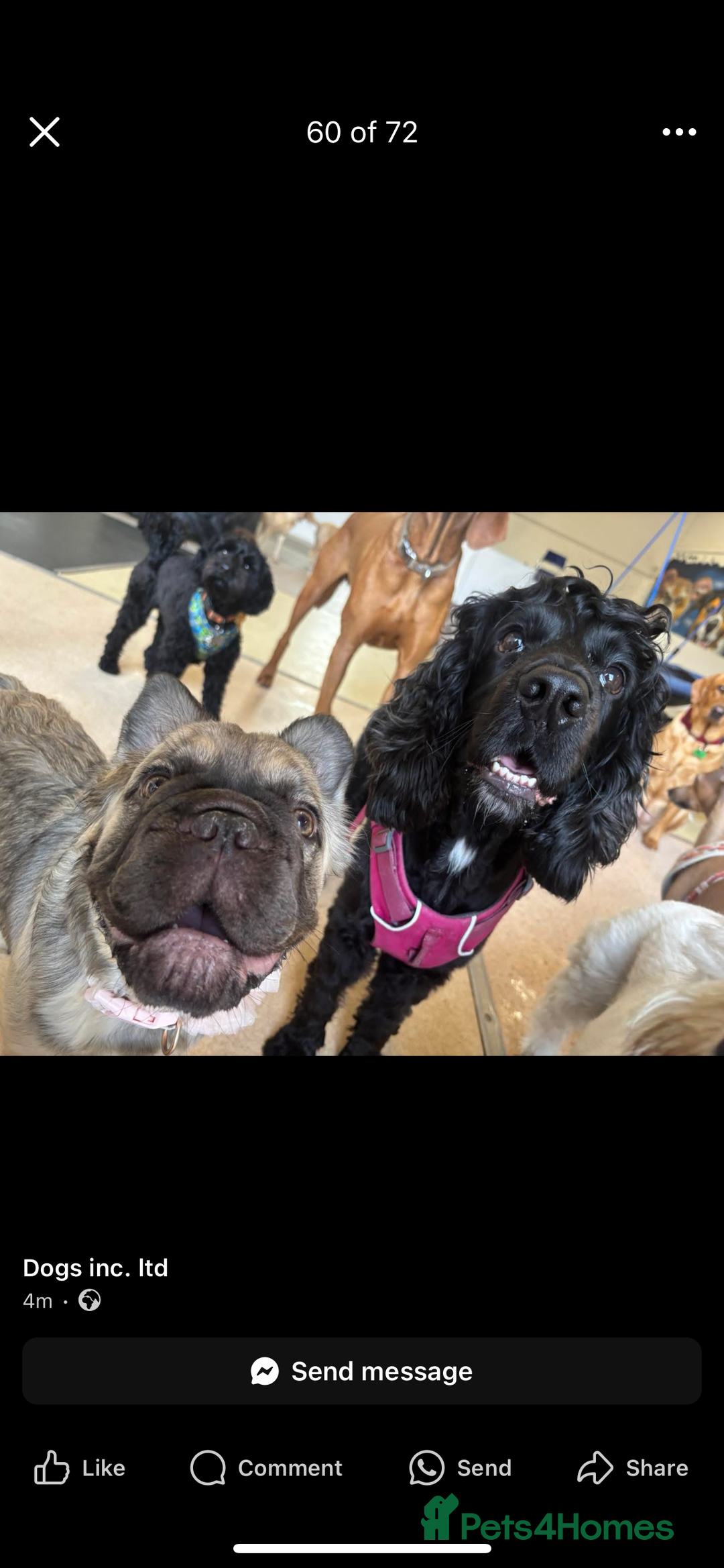 French Bulldog dogs for sale: 8 month old sable fluffy frenchie  - Image 2