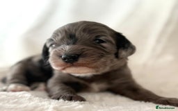 Cockapoo dogs for sale: F1b Miniature Cockapoo Pups Fully Health Tested - Advert 8