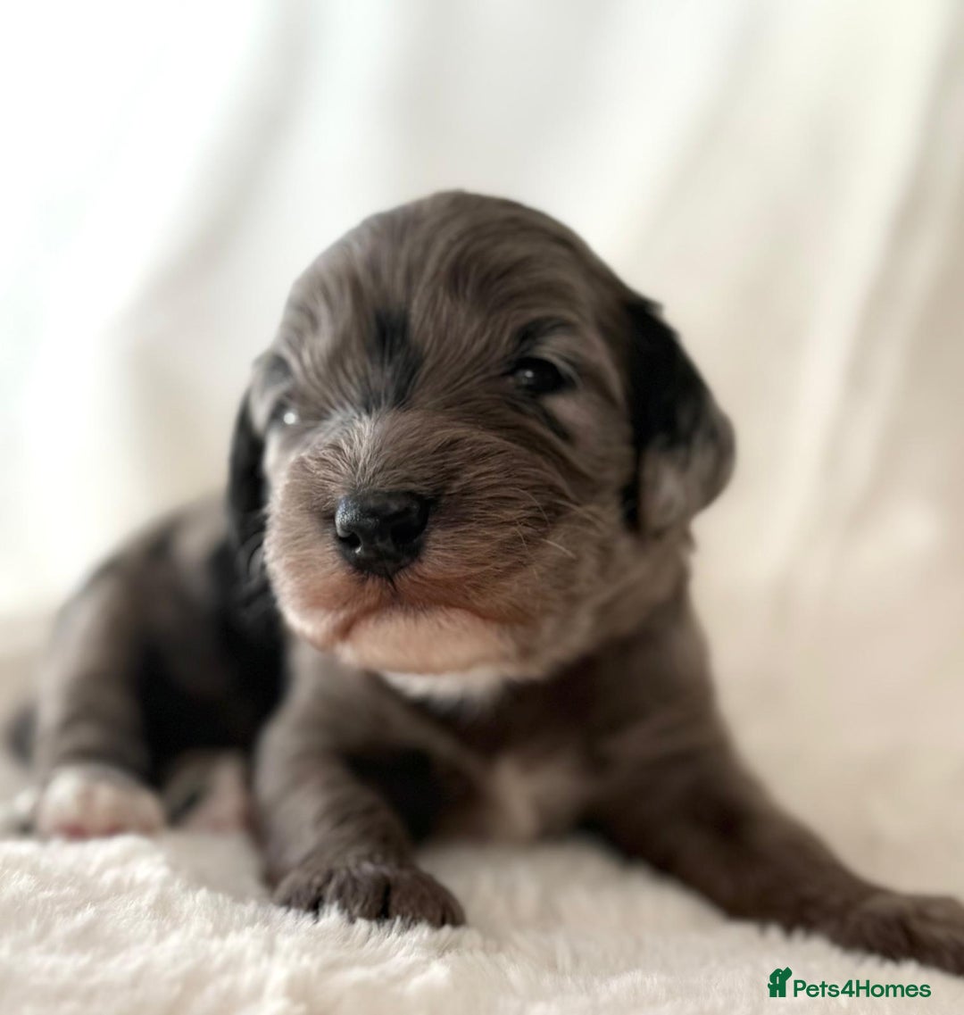 Cockapoo dogs for sale: F1b Miniature Cockapoo Pups Fully Health Tested - Advert 8