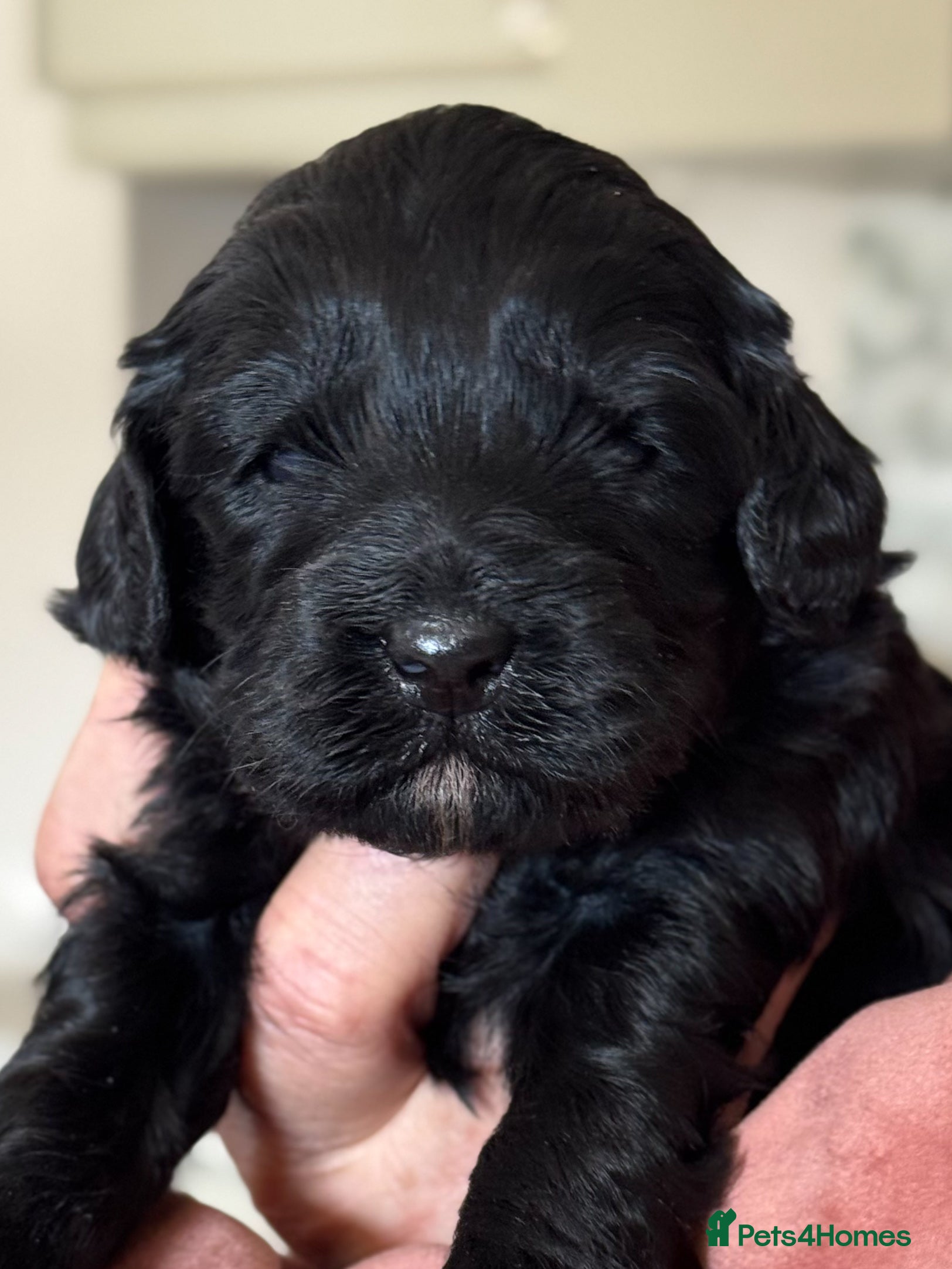 Australian Labradoodle dogs Four Australian Labradoodle puppies - Advert 15