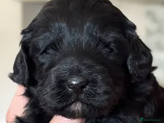 Australian Labradoodle dogs Four Australian Labradoodle puppies - Advert 15