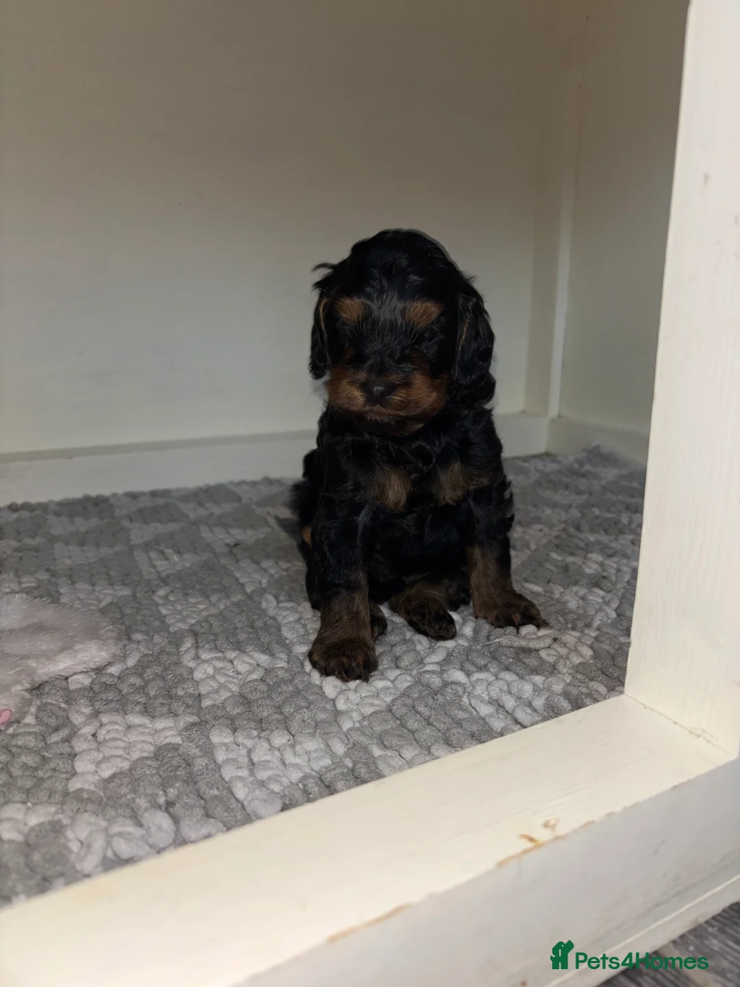 Cockapoo dogs for sale: Cockapoo dog for sale  - Advert 8