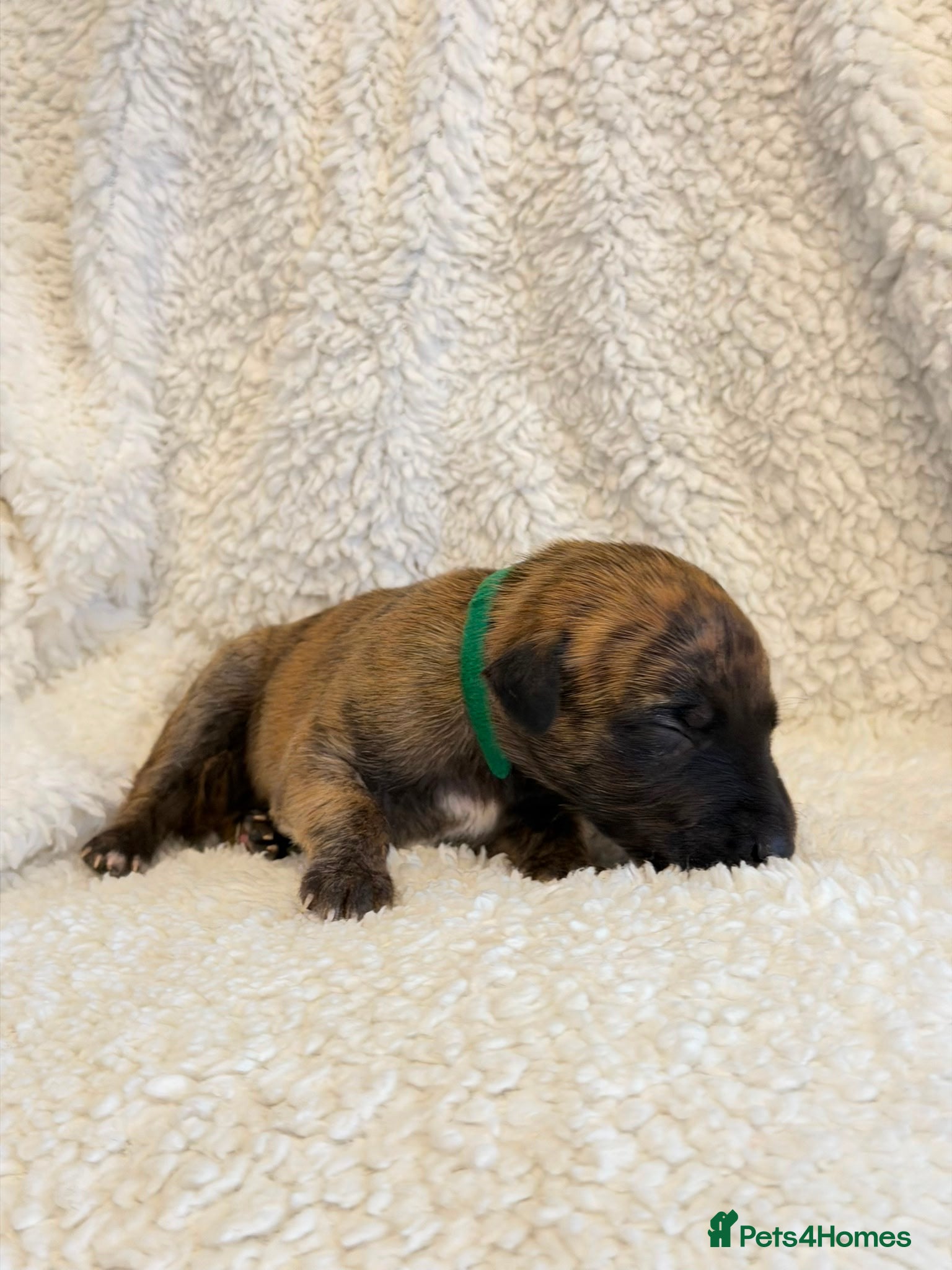 Whippet dogs Stunning pedigree whippet puppies  - Advert 1