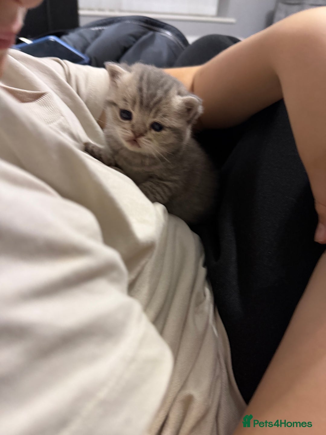 British Shorthair cats for sale: British short hair kittens  - Advert 3