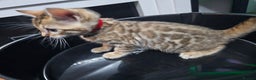 Bengal cats for sale: ✨️Stunning Bengal Babies-Exotic, Playful & Loving - Advert 15
