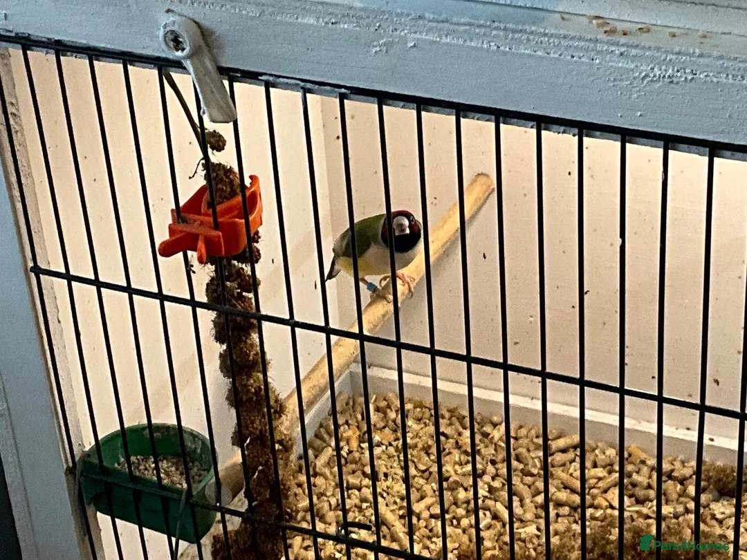 Finches birds for sale: Female Gouldian 10 moths old beautiful bird - Advert 2