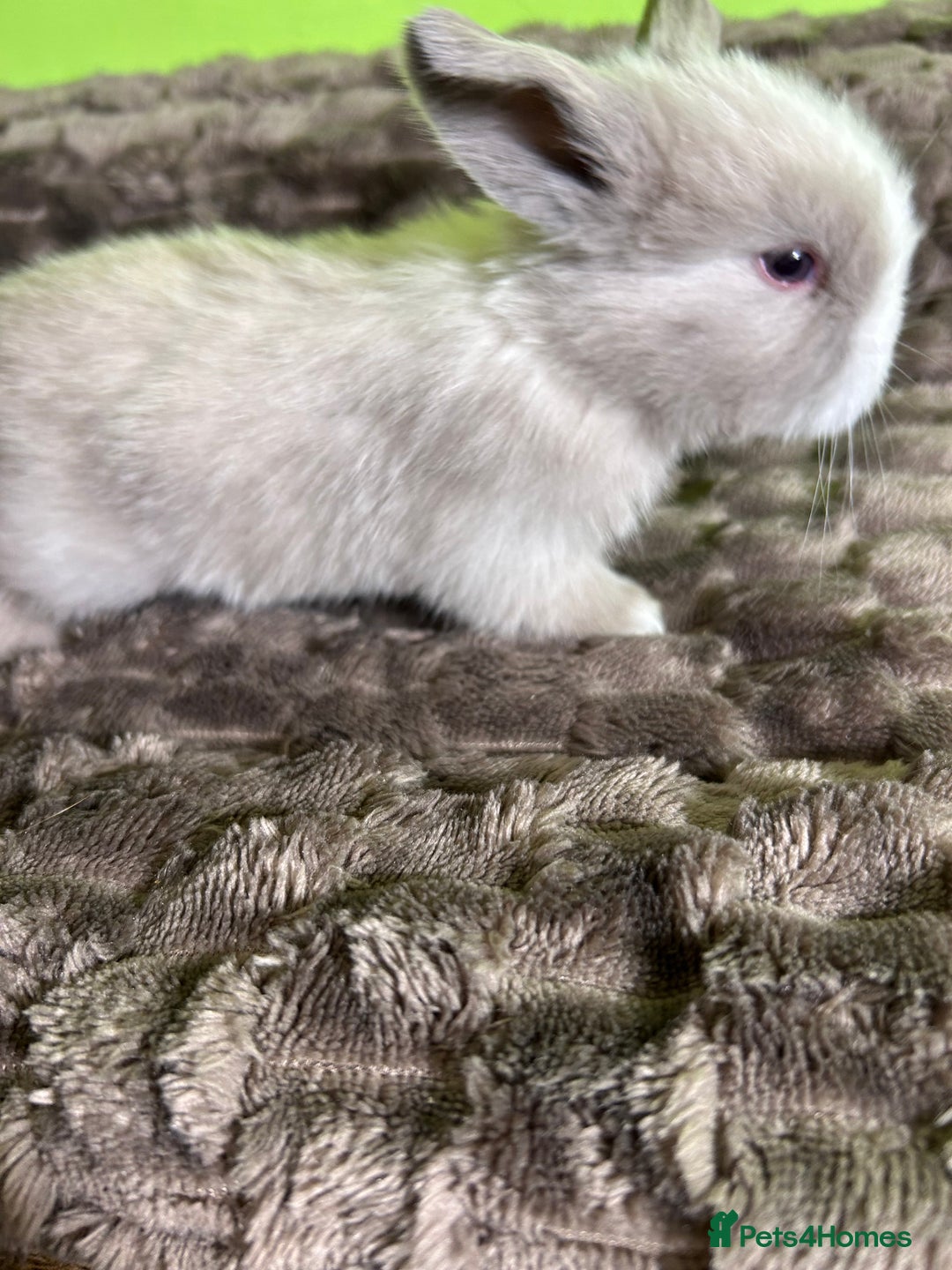 Mini Lop rabbits for sale: Pure breed mini lops  - Image 8