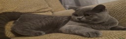 British Shorthair cats for sale: Beautiful BSH Boy - Advert 3