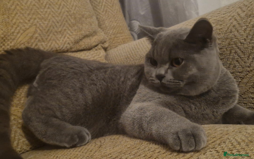 British Shorthair cats for sale: Beautiful BSH Boy - Advert 3