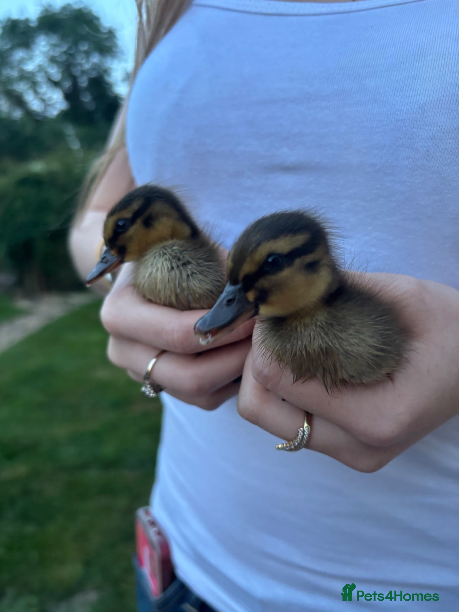 Mixed Breed birds Mallard ducklings  - Advert 8
