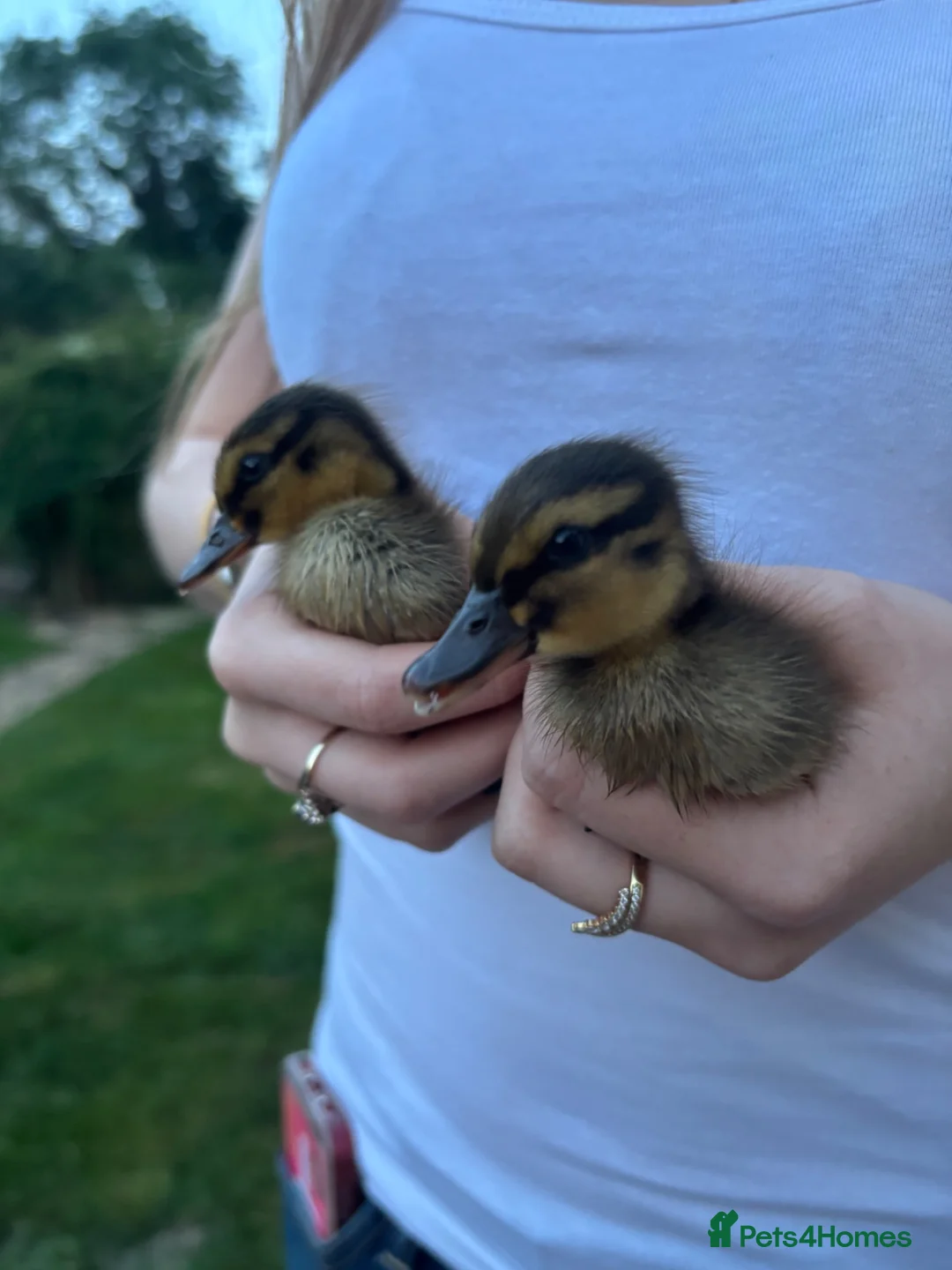 Mixed Breed birds for sale: Mallard ducklings  - Advert 1