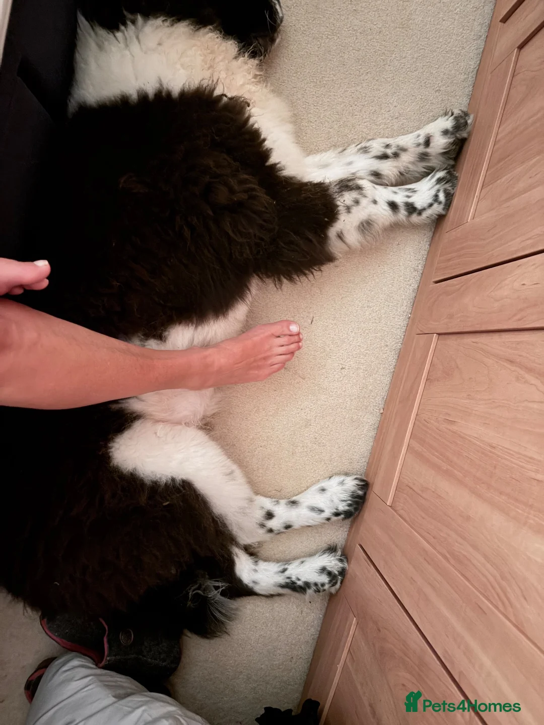 Newfoundland dogs for sale: Newfoundland in Shipston-on-Stour - Advert 2