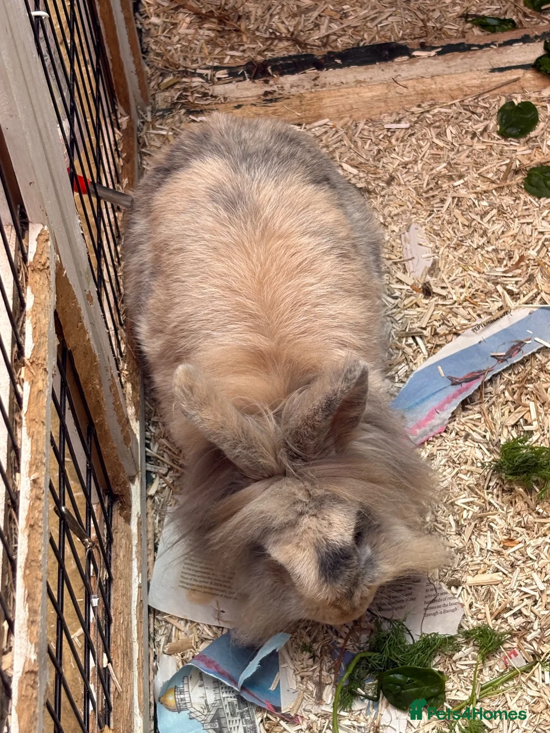Lionhead rabbits for sale: 1 buck. 1 doe - Advert 4